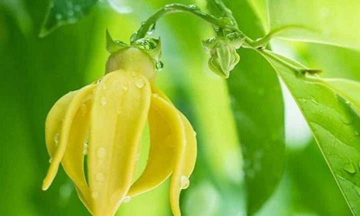 Những loại hoa kiêng cắm bàn thờ Tết và những hoa thu hút tài lộc, may mắn - 2 Những loại hoa kiêng cắm bàn thờ Tết và những hoa thu hút tài lộc, may mắn - 2