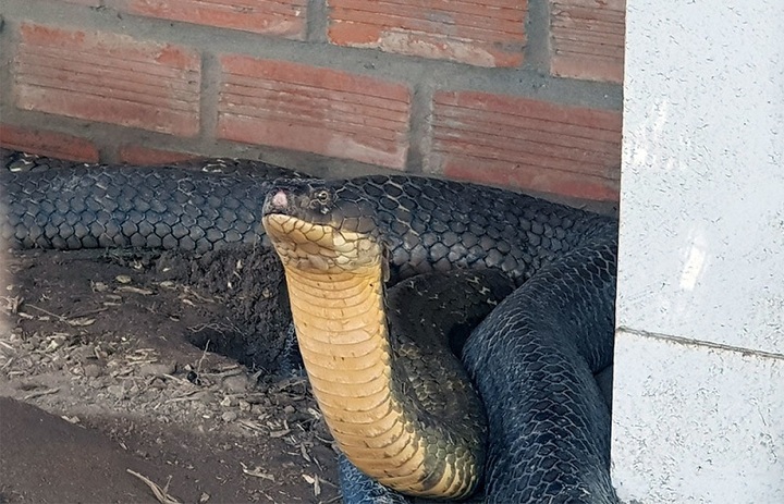 Bí ẩn chuyện mãng xà khổng lồ ở Thất Sơn - 3