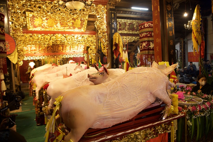 Quy trình khắt khe chăm “ông lợn” tế thánh ở làng La Phù - 2