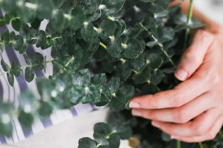 Mẹo giảm ho và nghẹt mũi bằng tinh dầu tự làm, an toàn và hiệu quả - 2