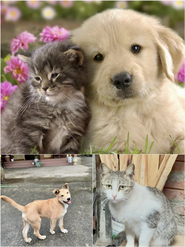 Báo động nhiễm ký sinh trùng từ thói quen nuôi thú cưng - 2 Báo động nhiễm ký sinh trùng từ thói quen nuôi thú cưng - 2