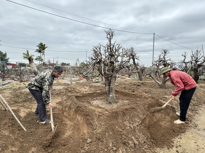 Đào, quất "hồi sinh" từ phố về vườn - 1