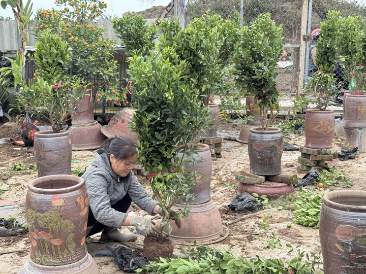 Đào, quất "hồi sinh" từ phố về vườn - 2