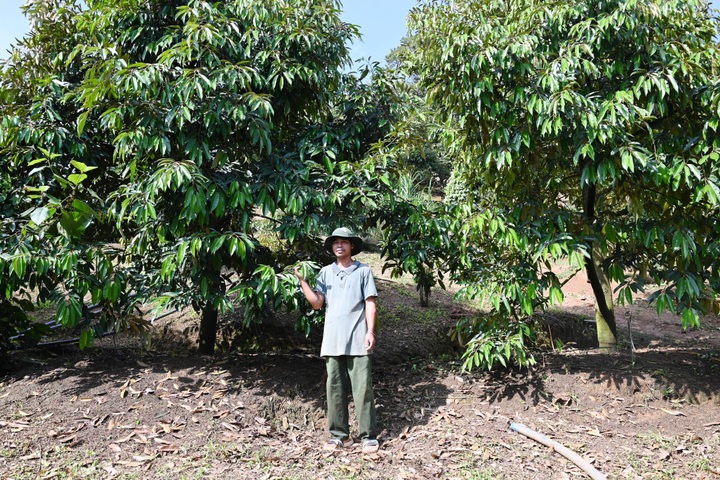 Nông dân huyện Khánh Sơn, Khánh Hòa thoát nghèo nhờ trồng sầu riêng - 1