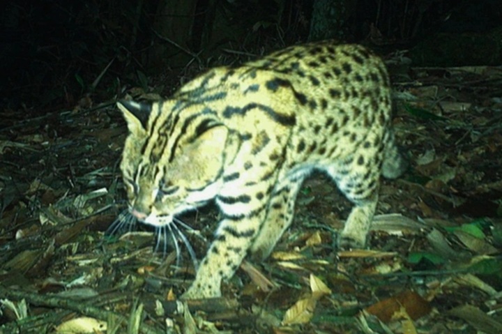 Many rare wild animals spotted at Nghe An nature reserve - 1