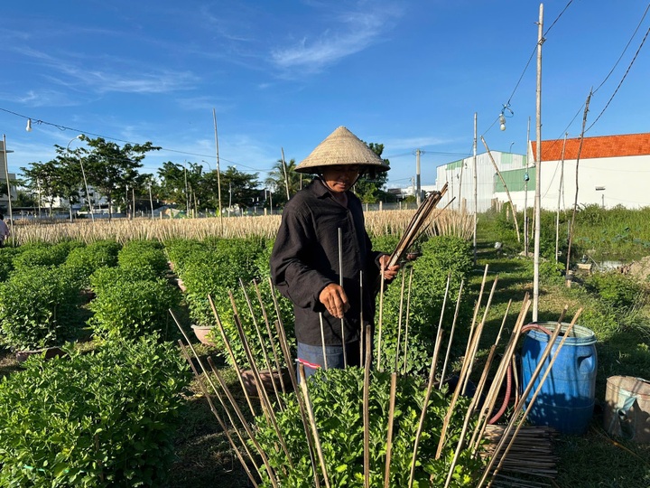 Khanh Hoa daisy hub busy for Tet crop - 2 Khanh Hoa daisy hub busy for Tet crop - 2