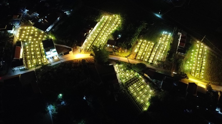 Khanh Hoa daisy hub busy for Tet crop - 7 Khanh Hoa daisy hub busy for Tet crop - 7