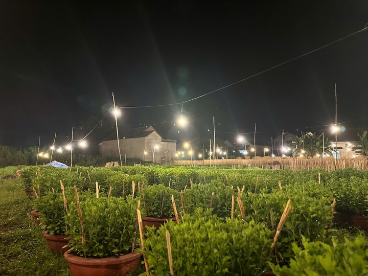 Khanh Hoa daisy hub busy for Tet crop - 3 Khanh Hoa daisy hub busy for Tet crop - 3