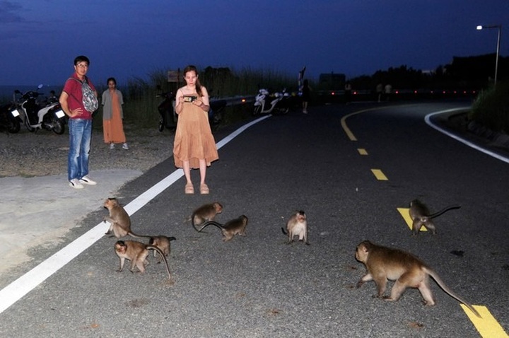 Monkeys plague Con Dao Island - 1