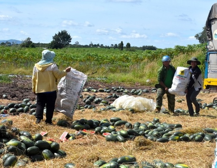 Watermelon growers in Gia Lai struggle with severe losses - 3 Watermelon growers in Gia Lai struggle with severe losses - 3