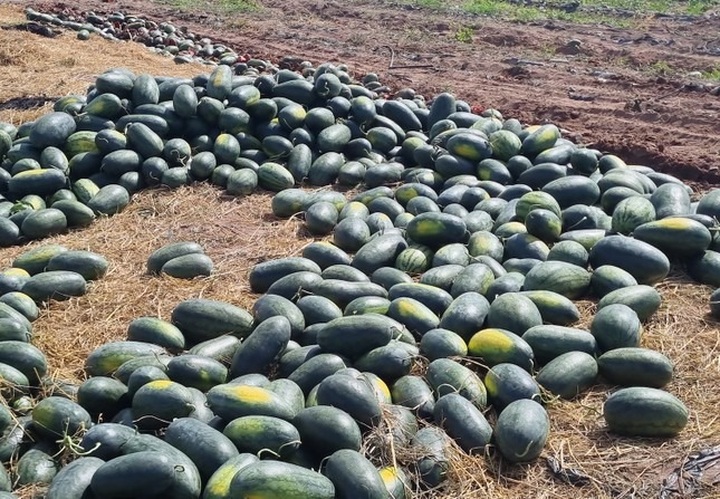 Watermelon growers in Gia Lai struggle with severe losses - 1 Watermelon growers in Gia Lai struggle with severe losses - 1