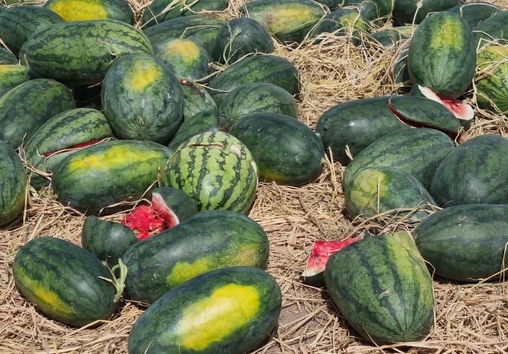 Watermelon growers in Gia Lai struggle with severe losses - 5 Watermelon growers in Gia Lai struggle with severe losses - 5