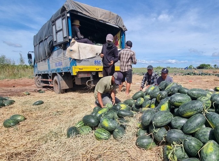 Watermelon growers in Gia Lai struggle with severe losses - 4 Watermelon growers in Gia Lai struggle with severe losses - 4