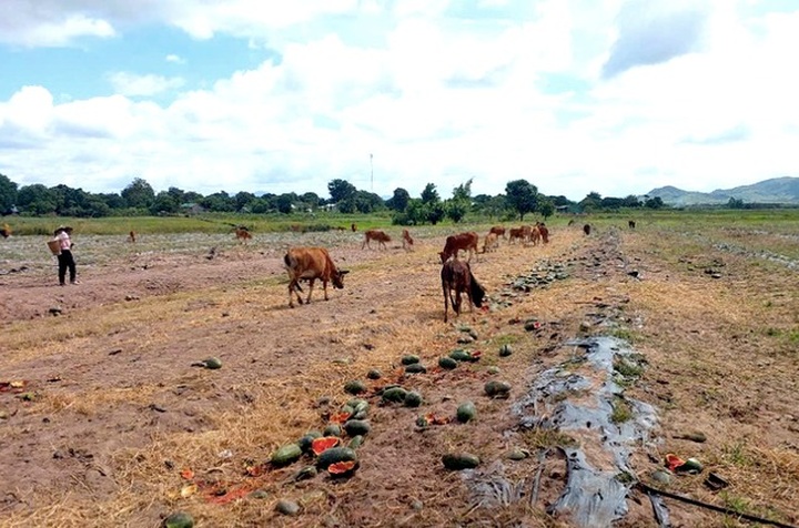 Watermelon growers in Gia Lai struggle with severe losses - 2 Watermelon growers in Gia Lai struggle with severe losses - 2