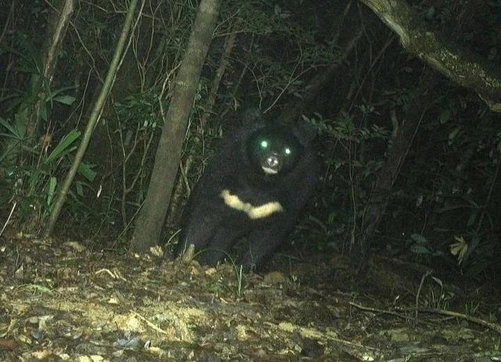 Rare Asiatic black bear found in Quang Tri nature reserve - 1