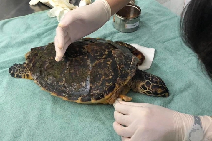 Seriously injured rare hawksbill turtle found on Danang beach - 1 Seriously injured rare hawksbill turtle found on Danang beach - 1