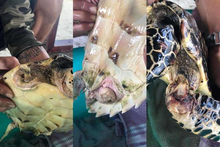 Seriously injured rare hawksbill turtle found on Danang beach - 2 Seriously injured rare hawksbill turtle found on Danang beach - 2
