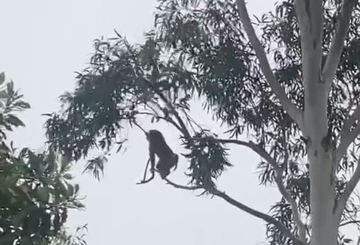 Wild monkey disturbs Quang Tri residential area - 1