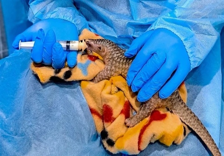 Wildlife protection exhibition on buses launched in Hanoi - 1