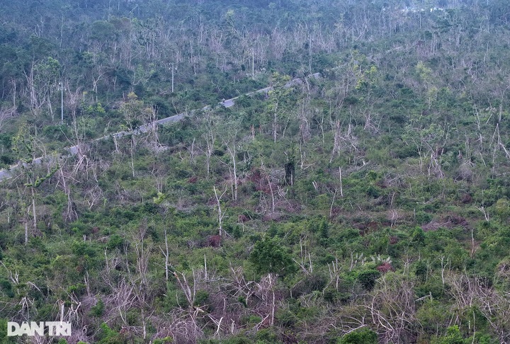 Cat Ba National Park remains devastated after Typhoon Yagi - 1