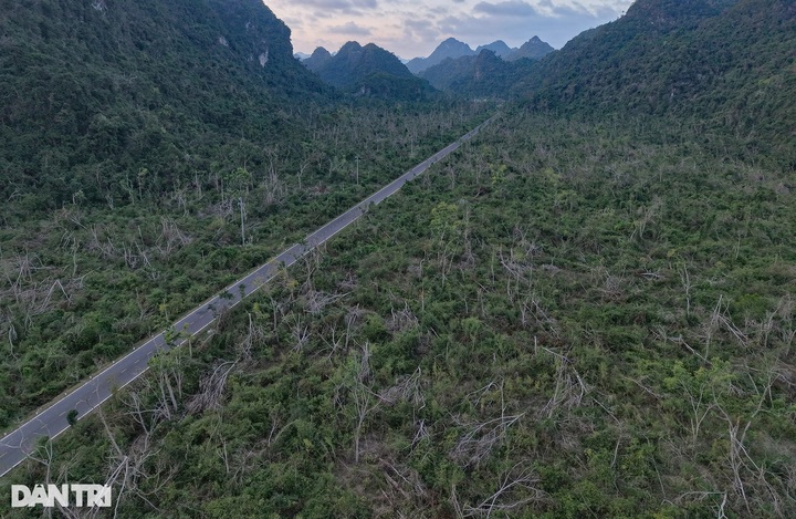 Cat Ba National Park remains devastated after Typhoon Yagi - 2