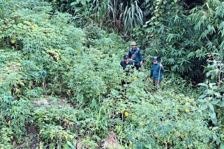 Over 11 hectares of forest disappear in Kon Tum - 2