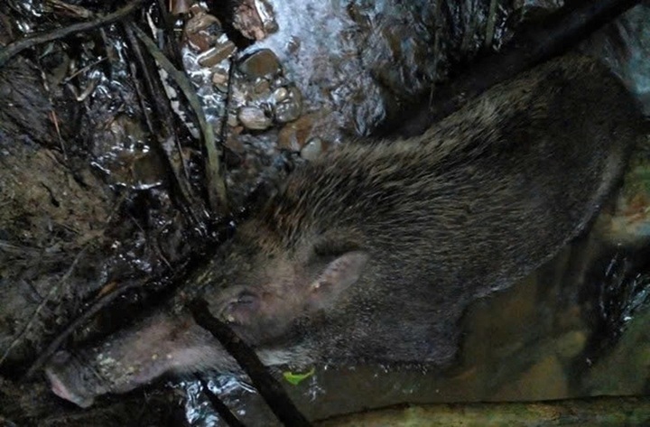 Wild boars found dead in Nghe An national park - 1