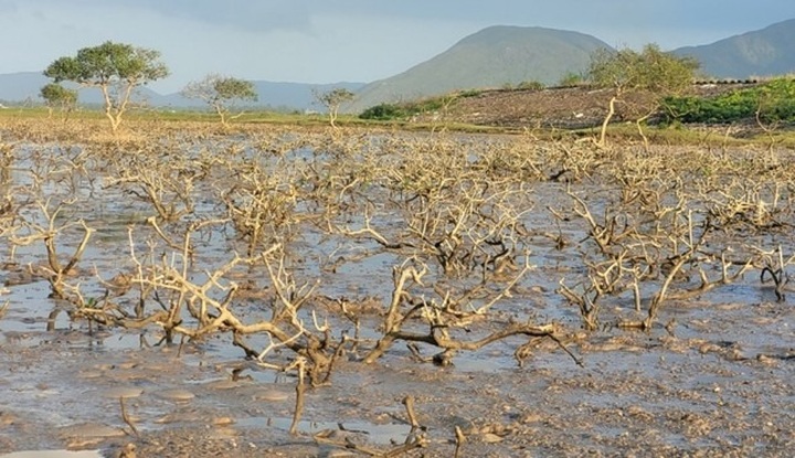 Causes of Ha Tinh mangrove forest deaths revealed - 1