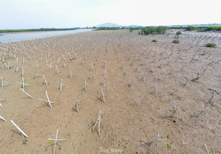 Causes of Ha Tinh mangrove forest deaths revealed - 2