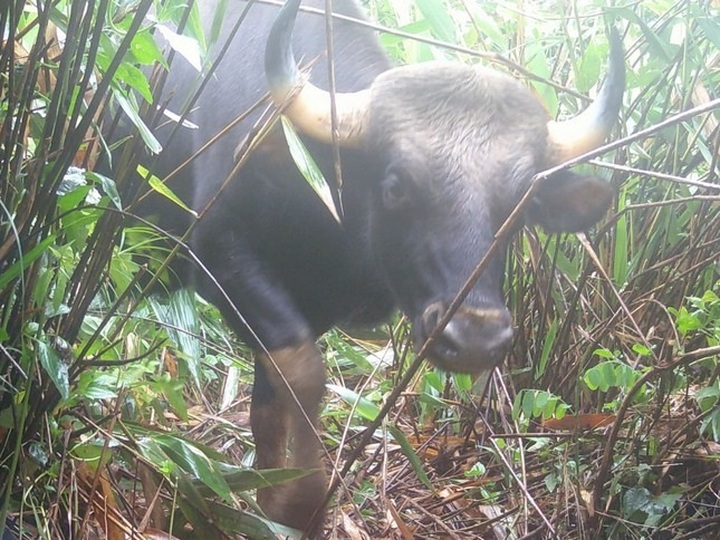 Rare wild species spotted in Kon Tum national park - 1