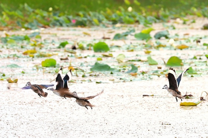 Dong Thap park calls for joint support for crane conservation project - 2
