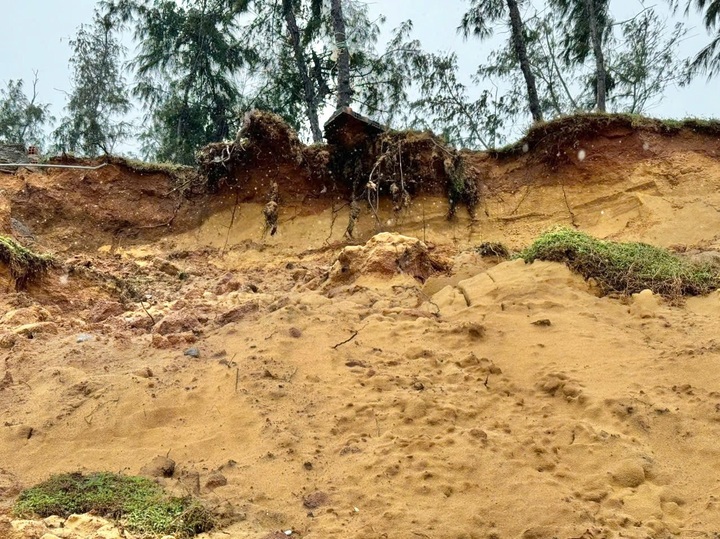 Quang Ngai coastline struggles with severe erosion - 3