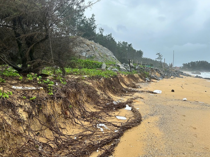 Quang Ngai coastline struggles with severe erosion - 4