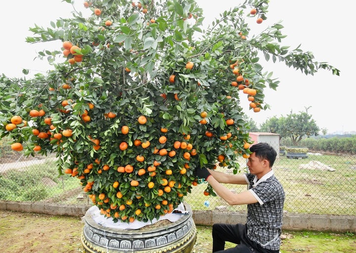 Hung Yen farmers prepare kumquat trees for Tet decorations - 3 Hung Yen farmers prepare kumquat trees for Tet decorations - 3