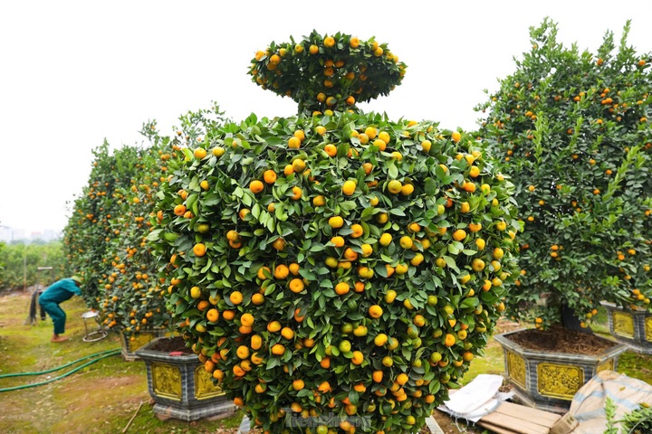 Hung Yen farmers prepare kumquat trees for Tet decorations - 2 Hung Yen farmers prepare kumquat trees for Tet decorations - 2
