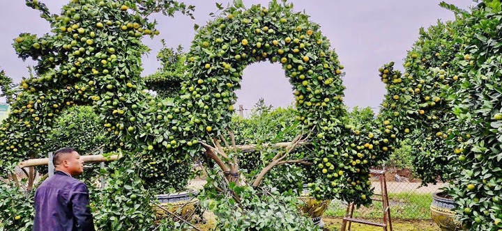 Hung Yen farmers prepare kumquat trees for Tet decorations - 6 Hung Yen farmers prepare kumquat trees for Tet decorations - 6