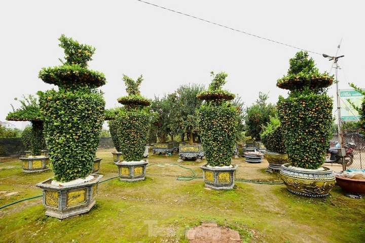 Hung Yen farmers prepare kumquat trees for Tet decorations - 5 Hung Yen farmers prepare kumquat trees for Tet decorations - 5