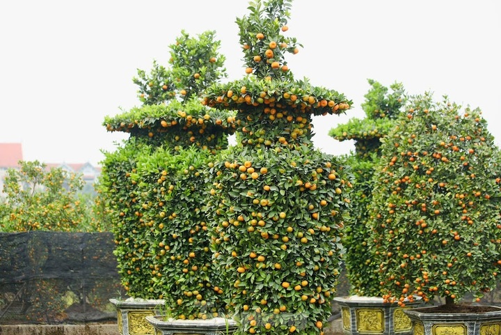 Hung Yen farmers prepare kumquat trees for Tet decorations - 1 Hung Yen farmers prepare kumquat trees for Tet decorations - 1