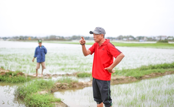 Prolonged rains flood Binh Dinh fields - 3