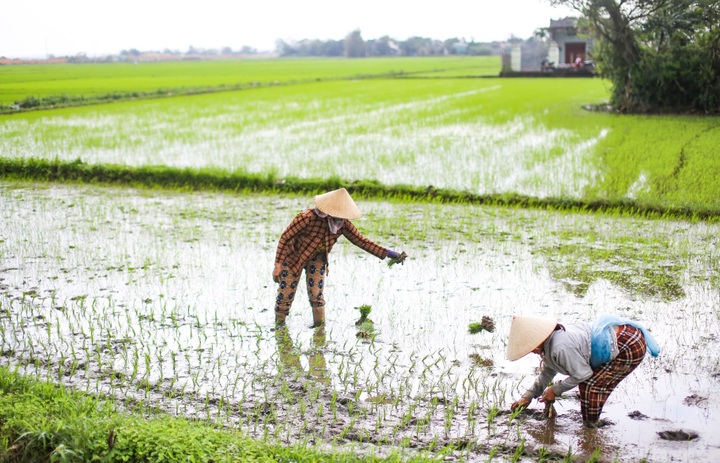 Prolonged rains flood Binh Dinh fields - 7