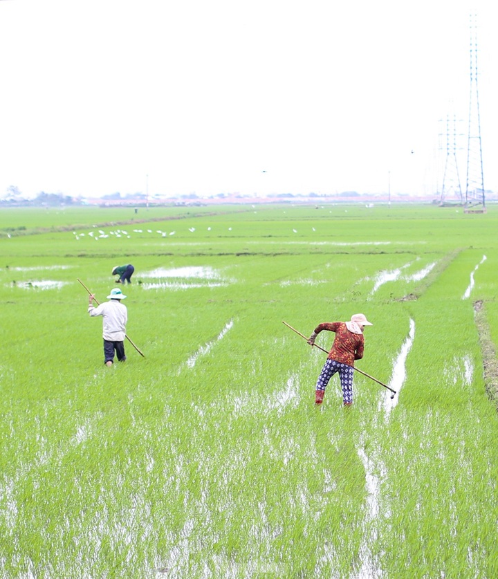 Prolonged rains flood Binh Dinh fields - 6