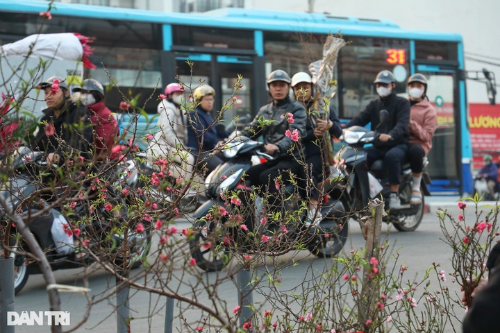 Hanoi peach blossom traders busy as Tet nears - 8
