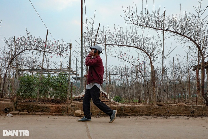 Hanoi peach blossom traders busy as Tet nears - 6