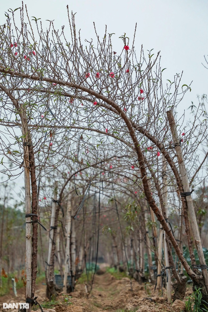 Hanoi peach blossom traders busy as Tet nears - 7