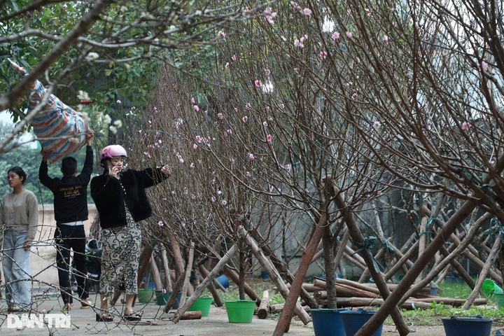 Hanoi peach blossom traders busy as Tet nears - 1