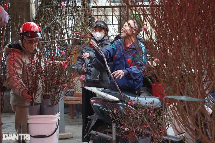 Hanoi peach blossom traders busy as Tet nears - 2