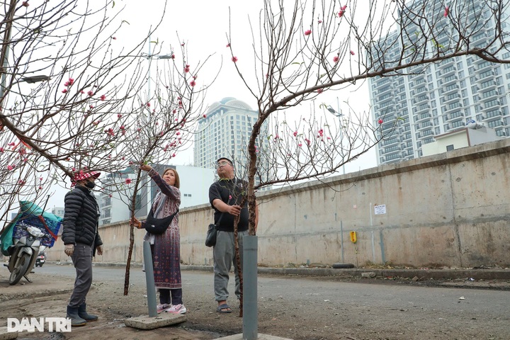 Hanoi peach blossom traders busy as Tet nears - 4