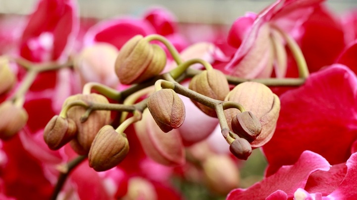 Flower villages in Lam Dong gear up for Tet - 6 Flower villages in Lam Dong gear up for Tet - 6