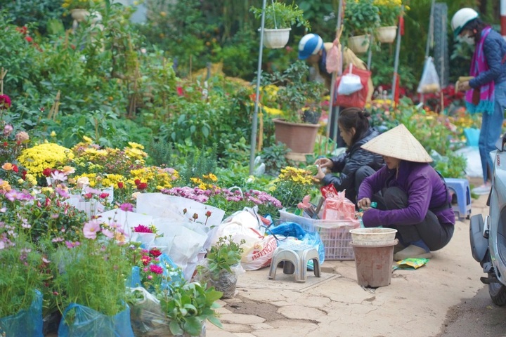 Hanoi’s largest bonsai street bustling ahead of Tet - 3 Hanoi’s largest bonsai street bustling ahead of Tet - 3