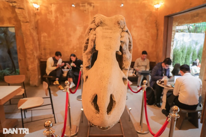 Hanoi café showcasing dinosaur skeleton captivates visitors - 2 Hanoi café showcasing dinosaur skeleton captivates visitors - 2